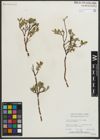 Foto von Salix myrtillifolia Anderson